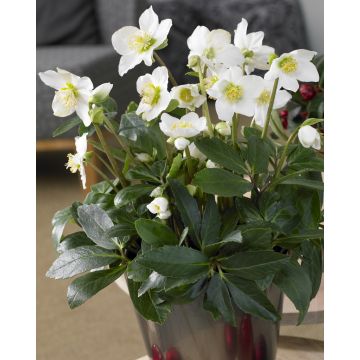 Helleborus niger - White Christmas Roses - Pack of THREE Plants in SILVER Pots