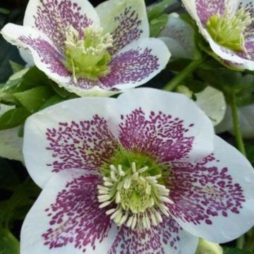 Helleborus orientalis Spotted White - Hellebore