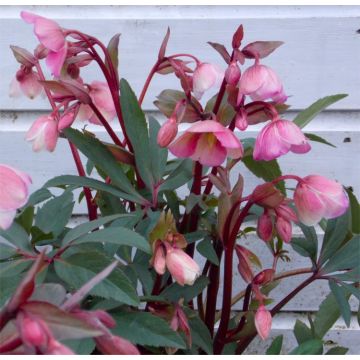 Winter Bells Helleborus - Hellebore Plant in Bud & Bloom