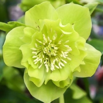 Helleborus orientalis Double Ellen Green