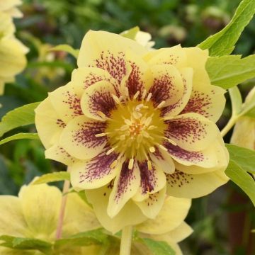 Helleborus orientalis Double Ellen Yellow Spotted