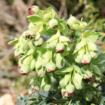 Helleborus foetidus 'Wester Flisk'