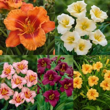 Hemerocallis Day Lily Collection - Pack of FIVE