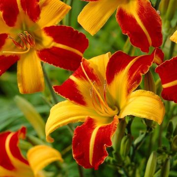 Hemerocallis ''Frans Hals'' - Daylily