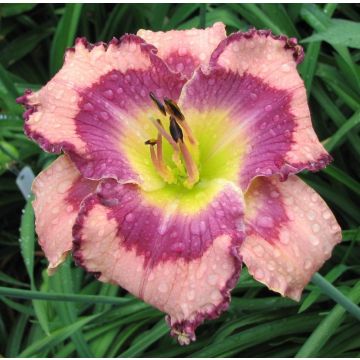 Hemerocallis 'Get Jiggy'