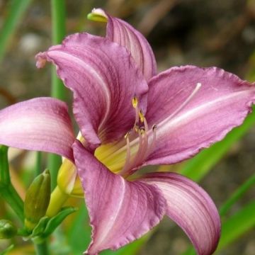 Hemerocallis "Little Fellow"