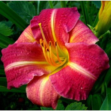 Hemerocallis 'Red Rum'