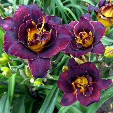 Hemerocallis Voodoo Dancer - Daylily