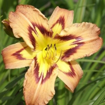 Hemerocallis Tiger Eye - Pack of THREE Plants