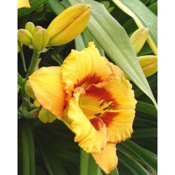 Hemerocallis Tigerling - Daylily - Pack of THREE Plants