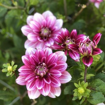 Dahlia Hemisphere - Pack of THREE