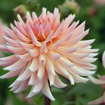 Dahlia Henriette