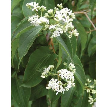 Heptacodium miconioides - Seven Son Flower