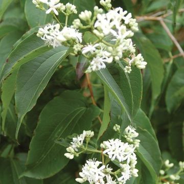 Heptacodium miconioides - Seven Son Flower