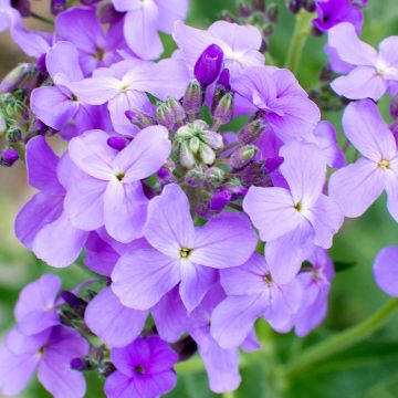 Hesperis matronalis - Sweet Rocket