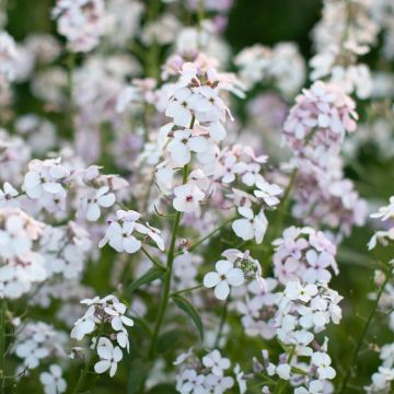 Hesperis matronalis albiflora - White Sweet Rocket