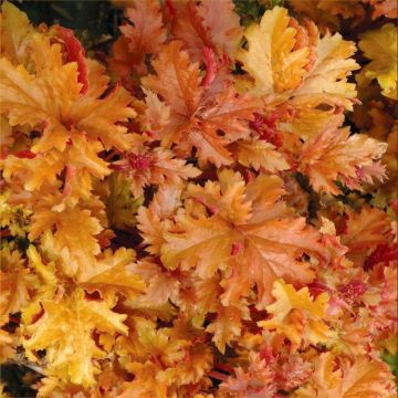 Heuchera Amber Waves