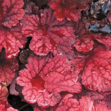 Heuchera Autumn Leaves