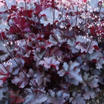 Heuchera Black Beauty