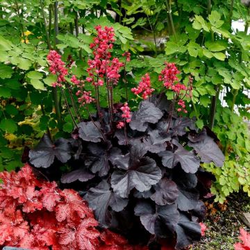 Heuchera Black Forest Cake