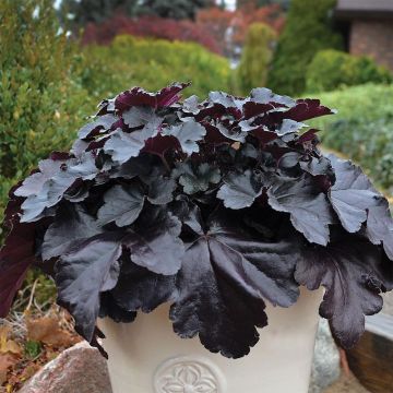 Heuchera Black Pearl