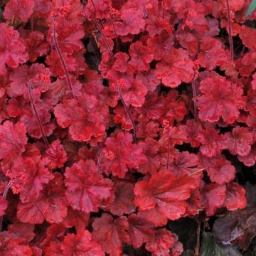 WINTER SALE - Heuchera Cherry Cola