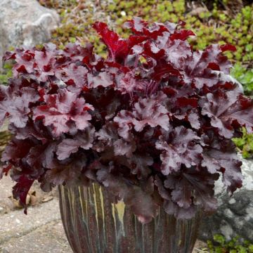 Heuchera Cherry Truffles