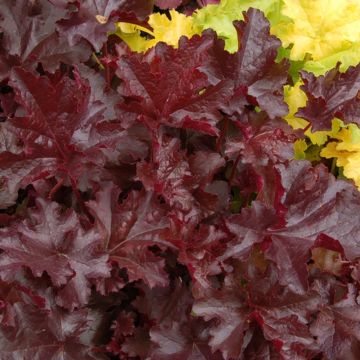 Heuchera Chocolate Ruffles