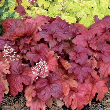 Heuchera Fire Chief