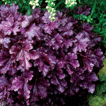 Heuchera Forever Purple