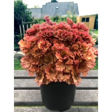 Heuchera Frilly