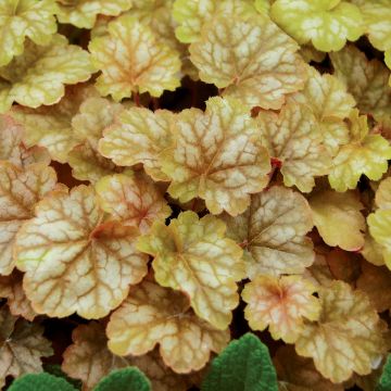 Heuchera Ginger Ale