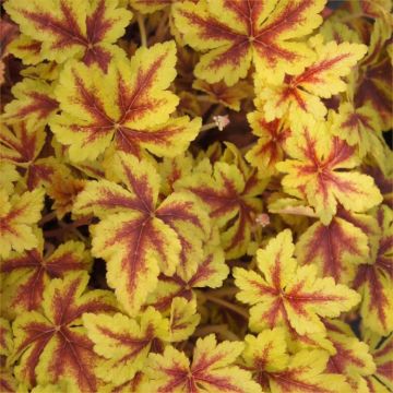 Heuchera Golden Zebra