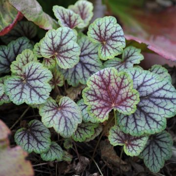 Heuchera 'Marvelous Marble'