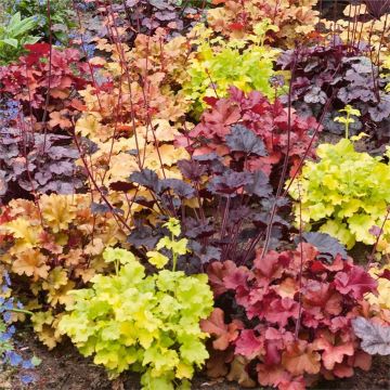 Handsome Heuchera Collection - Pack of FOUR Evergreen Plants