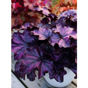 Heuchera Mulberry