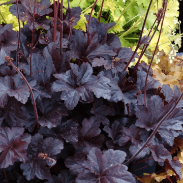 Heuchera Obsidian