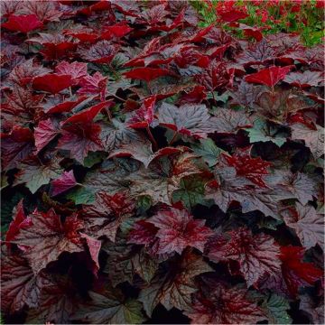 Heuchera Palace Purple - Crimson Coral Bells