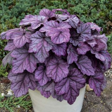 Heuchera Pink Panther