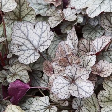 Heuchera Prince of Silver