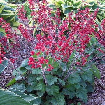 Heuchera sanguinea 'Ruby Bells'