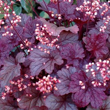 Heuchera 'Shanghai'