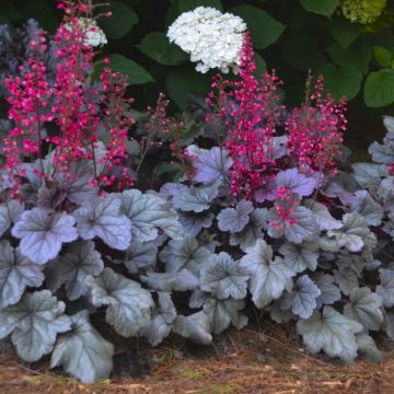 Heuchera Silver Gumdrop