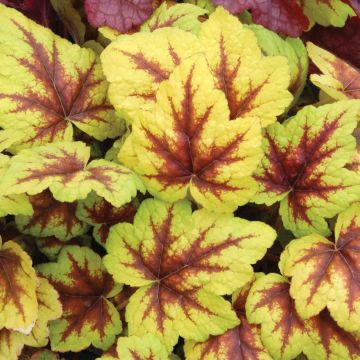 Heuchera Stoplight