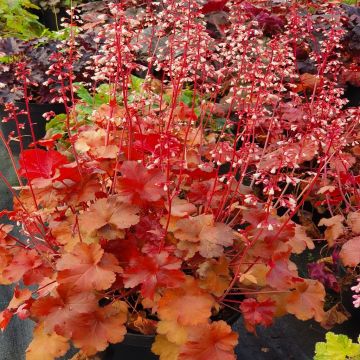 Heuchera Timeless Orange - Coral Bells