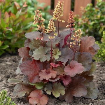 Heuchera Blondie