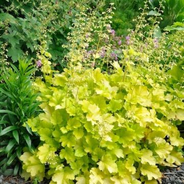 Heuchera Lime Marmalade