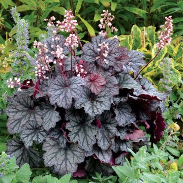 Heuchera Little Cutie Frost