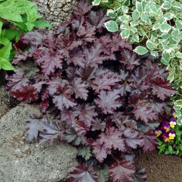 Heuchera Stormy Seas