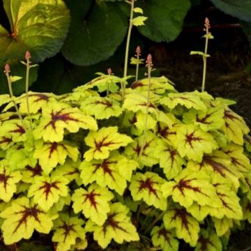 Heucherella Catching Fire